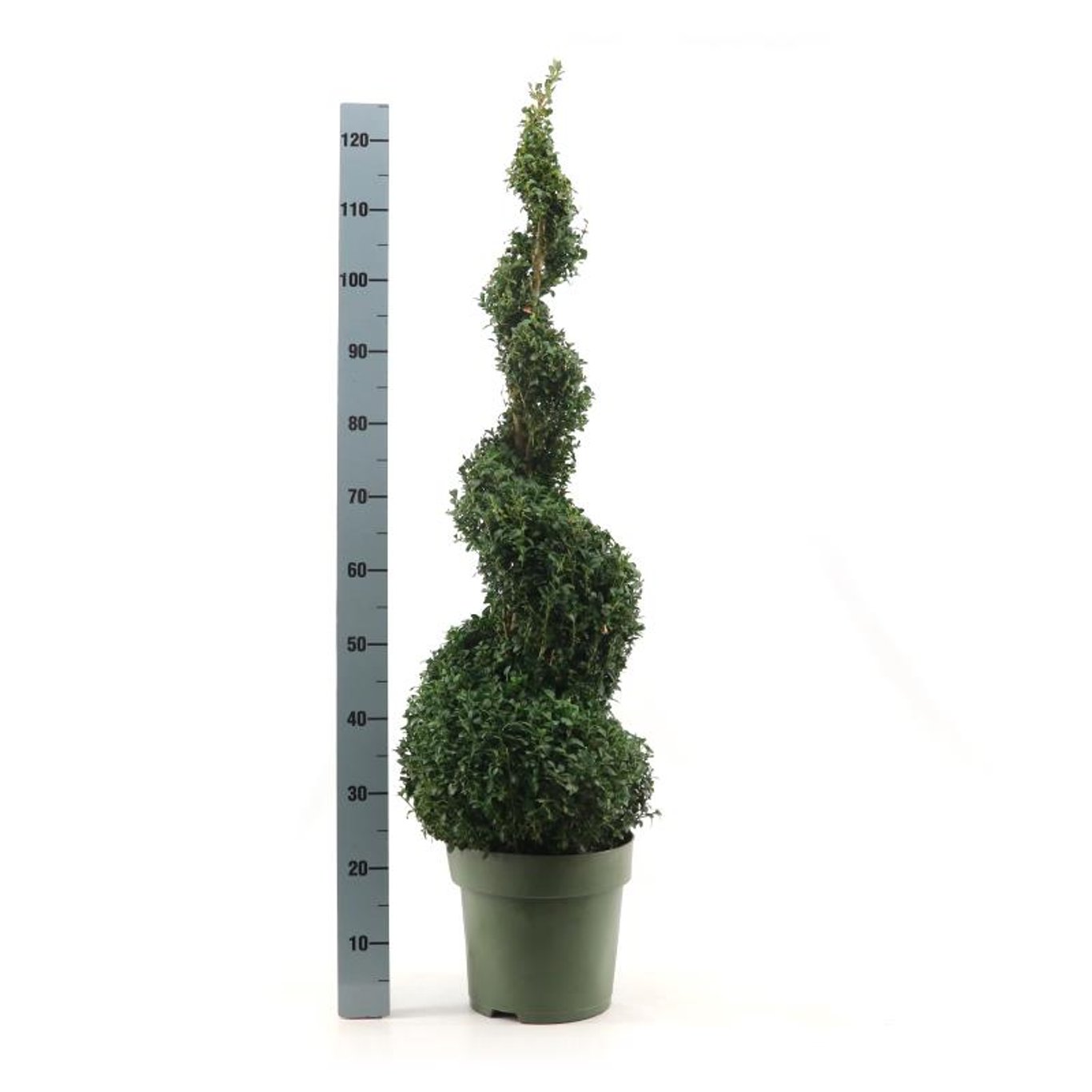 Buxus sempervirens - 80-90 CM Spiral Cont.